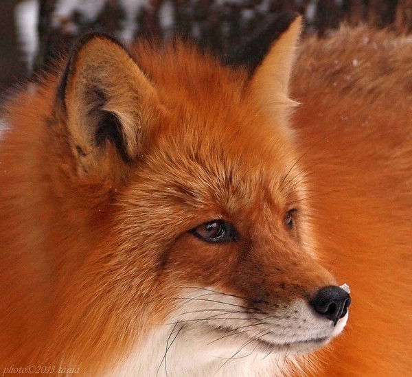 Ирина Сивакова