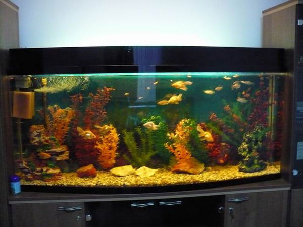 Рустам Хамитов