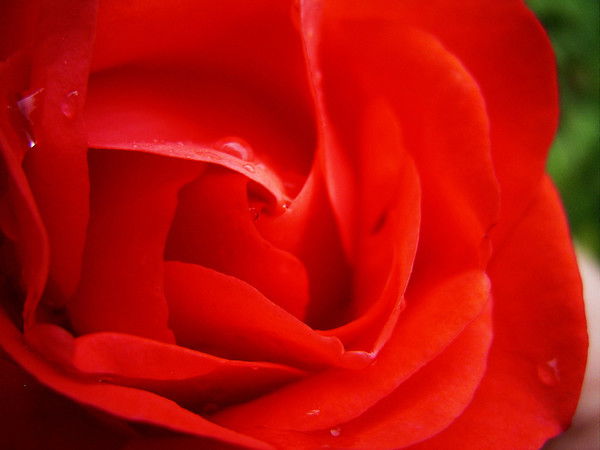 Марина Кораева