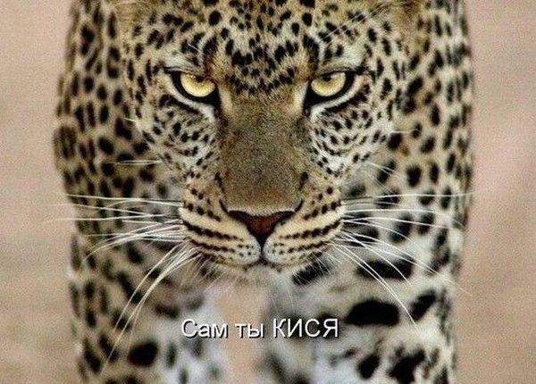 Асылзада Аманкелдiкызы