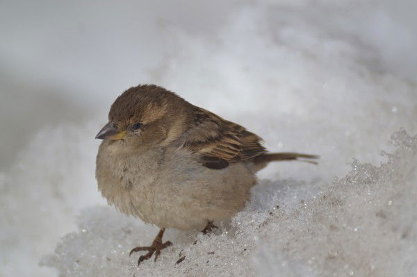 Василий Костюк