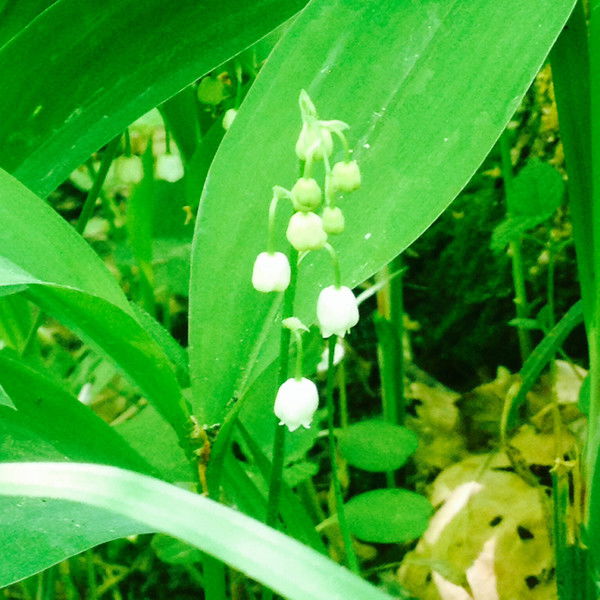 Елена Тарасова