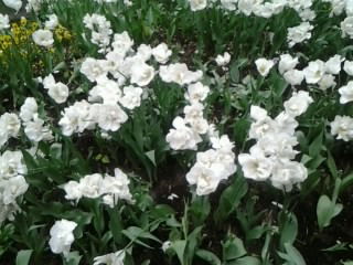 Вера Царинная