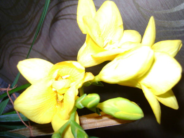 Наталья Соснина