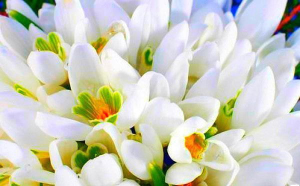 Светлана Курамшина