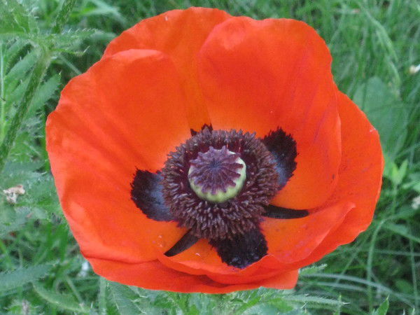 Алла Марченко