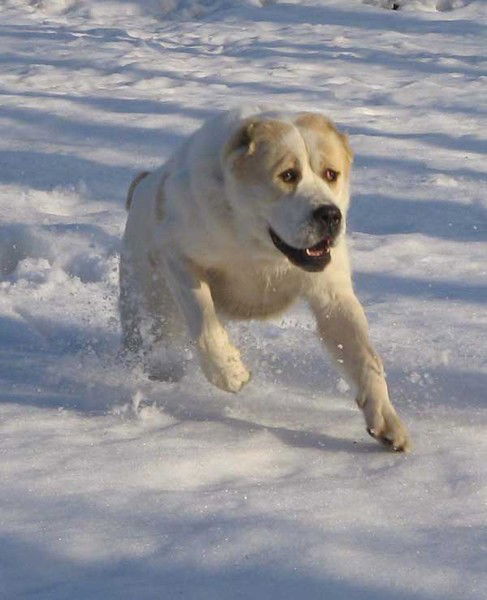 Берик Казангапов