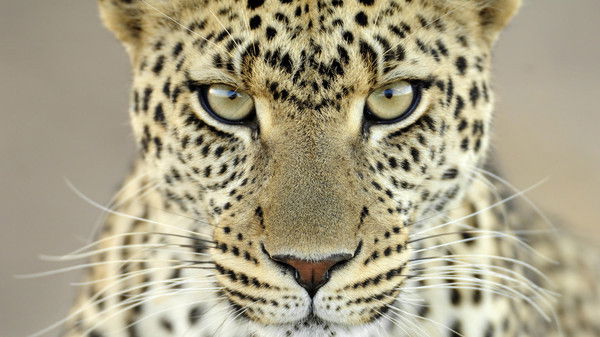 Андрей Стельмахов