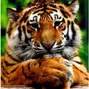 Mudryi Tigr