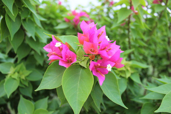 Ольга Нагих