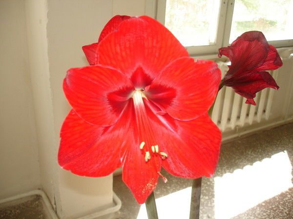 Гулжан Саитова