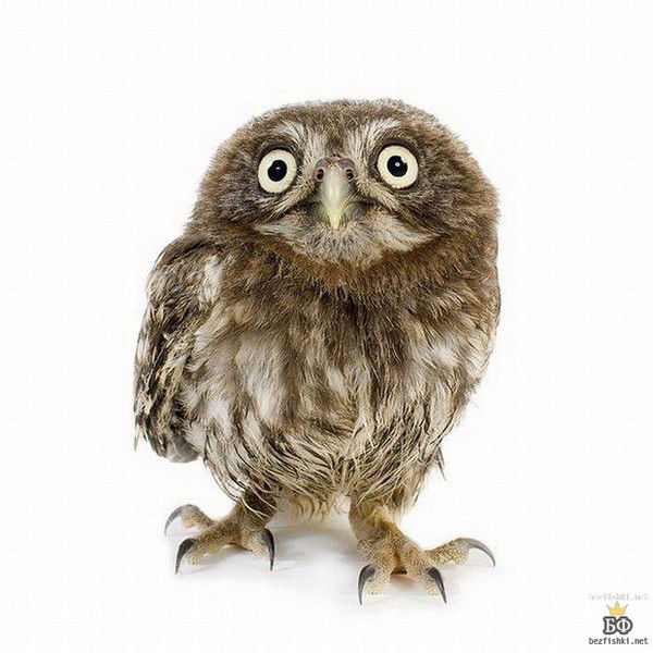 Лена Тихова