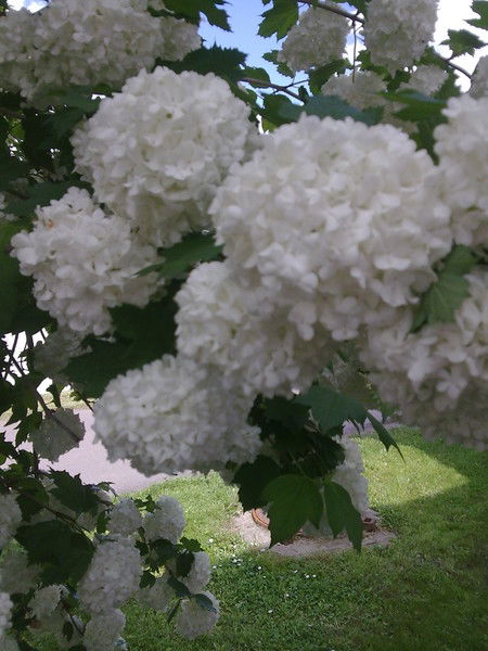 Людмила Томская