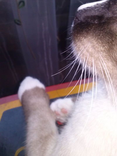 Александр Тимофеев