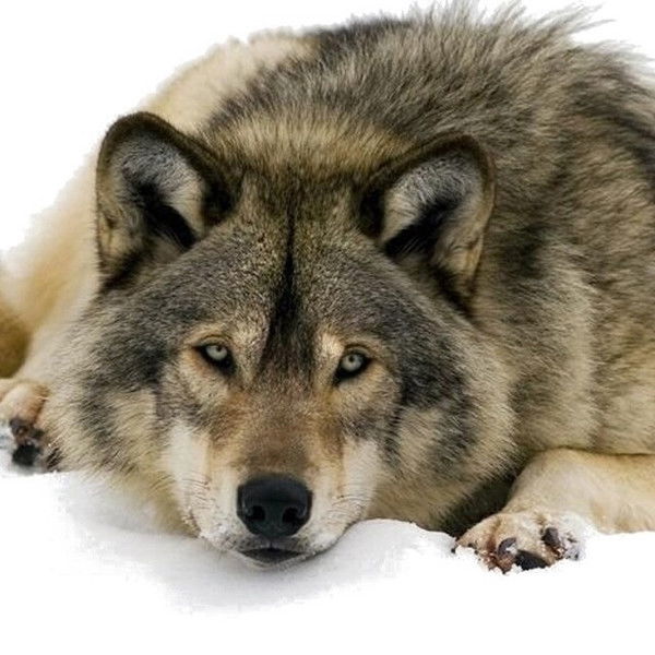 Павел Гунин