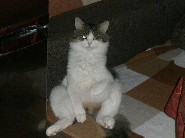 Алексей Сорокин