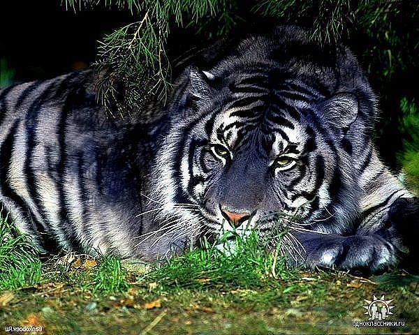 Анна Ратникова