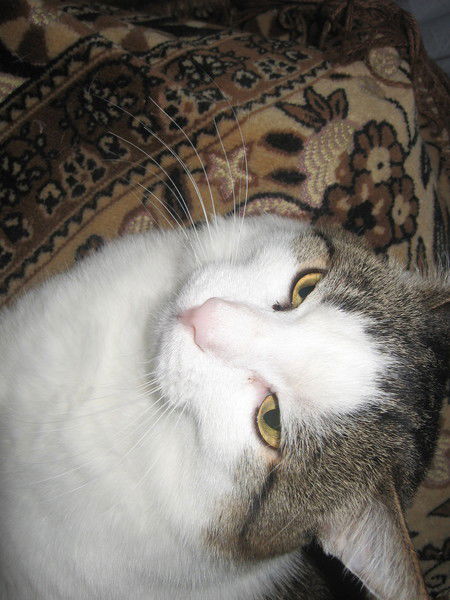 Наталья Сотникова