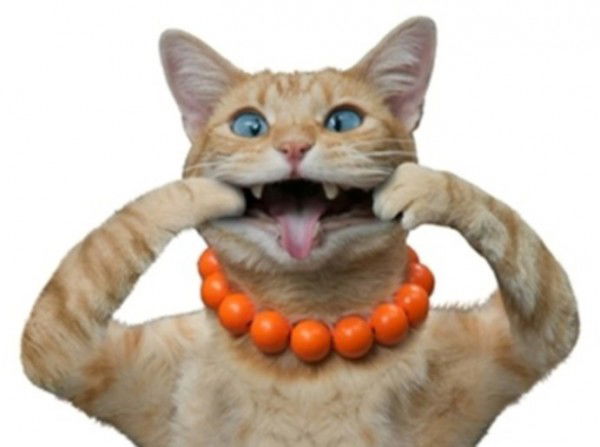 Анна Покрыщенко