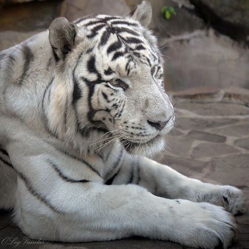 Сергей Маключенко