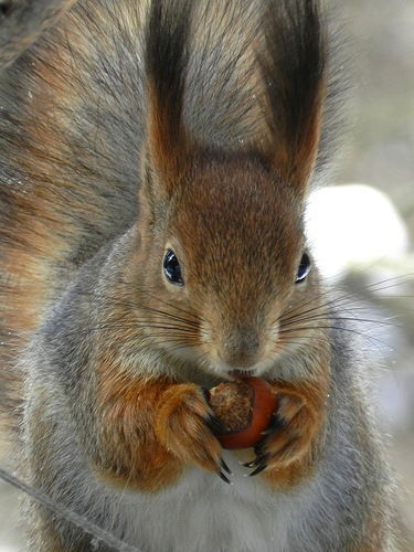 Светлана Летвинцева