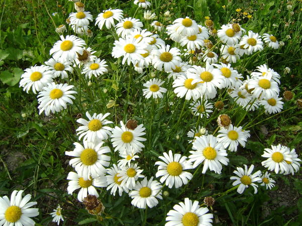 Светлана Шиманова