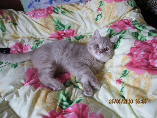 Екатерина Лазарева