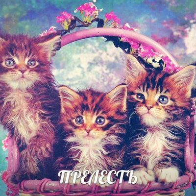 Валерия Дмитриева