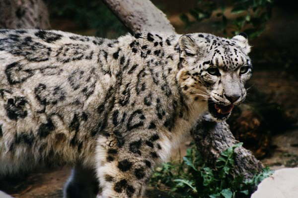 Егор Селивёрстов