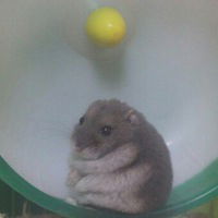 Патрик Лисицын