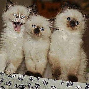 Алёна Черникова