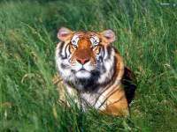 Александр Першин