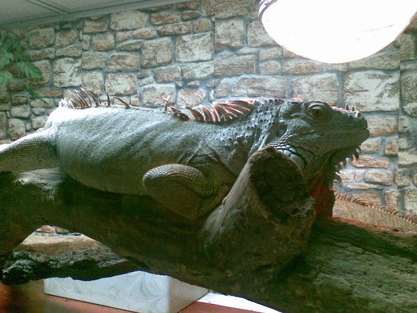 Владислав Ныряльщик