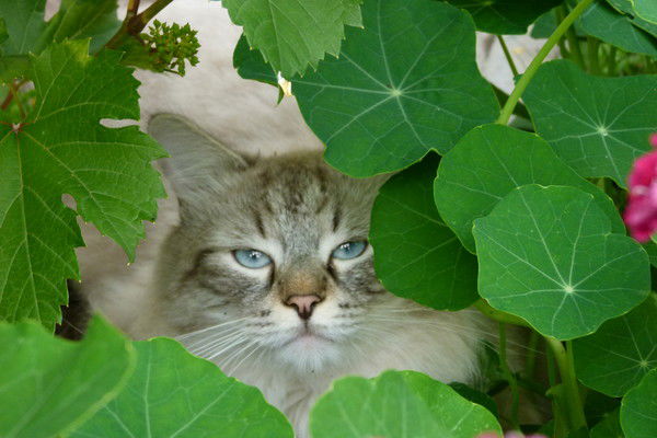 Наталья Шелестова