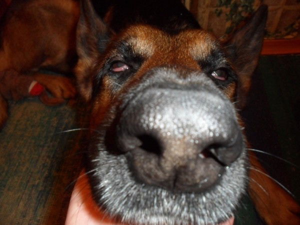 Антон Шаров