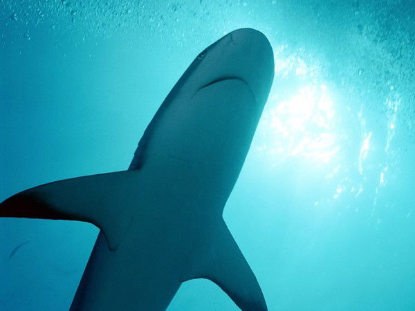 Андрей Винокуров