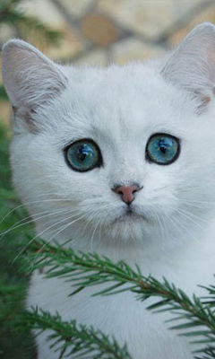 Светлана Литвинова