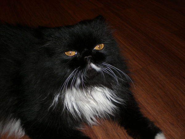 Андрей Козлов