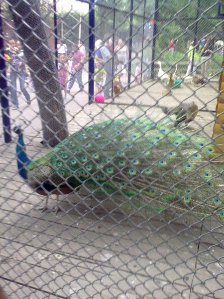 Зерде Курмет