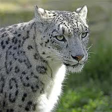 Александр А