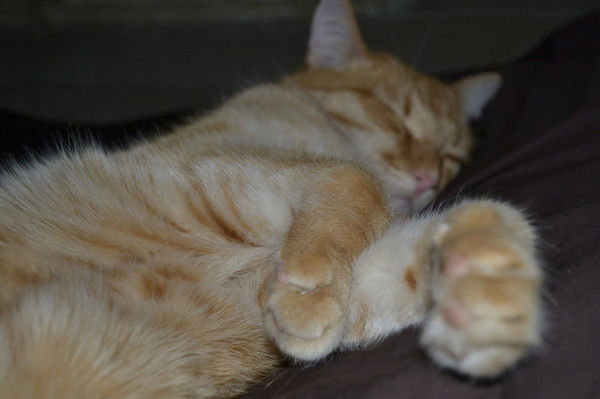 Аня Трубицина