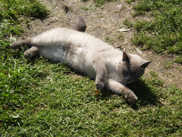 Евгения Кривова