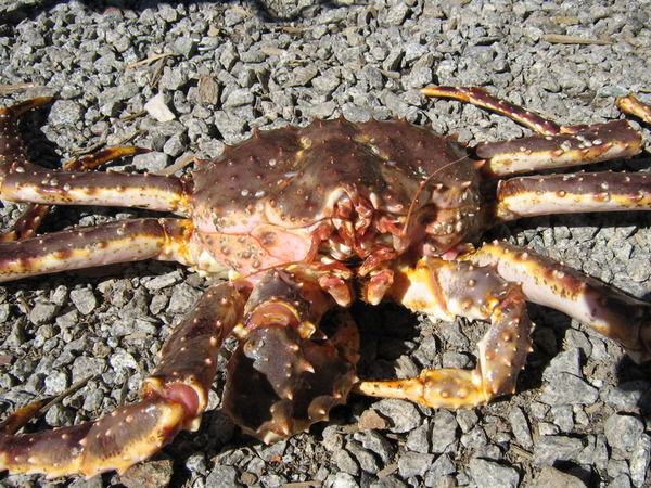 Анатолий Долгушин