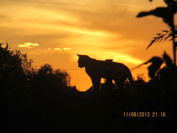 Таня Даренских