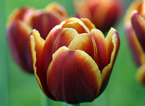 Евгения Шимко