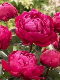 Галина Дегтярева