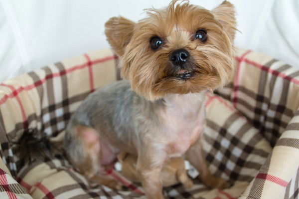 Ирина Багдинова