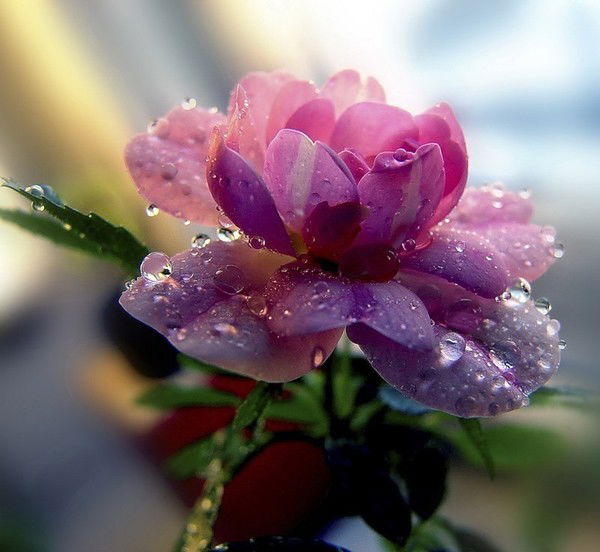 Виктория Николаева