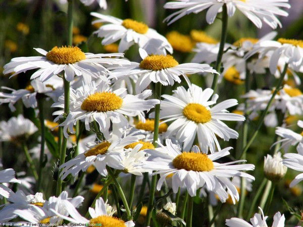 Ульяновское Училище Культуры