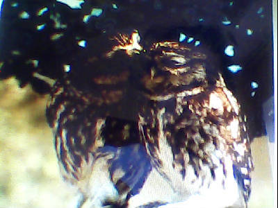 Инжу Ибраева